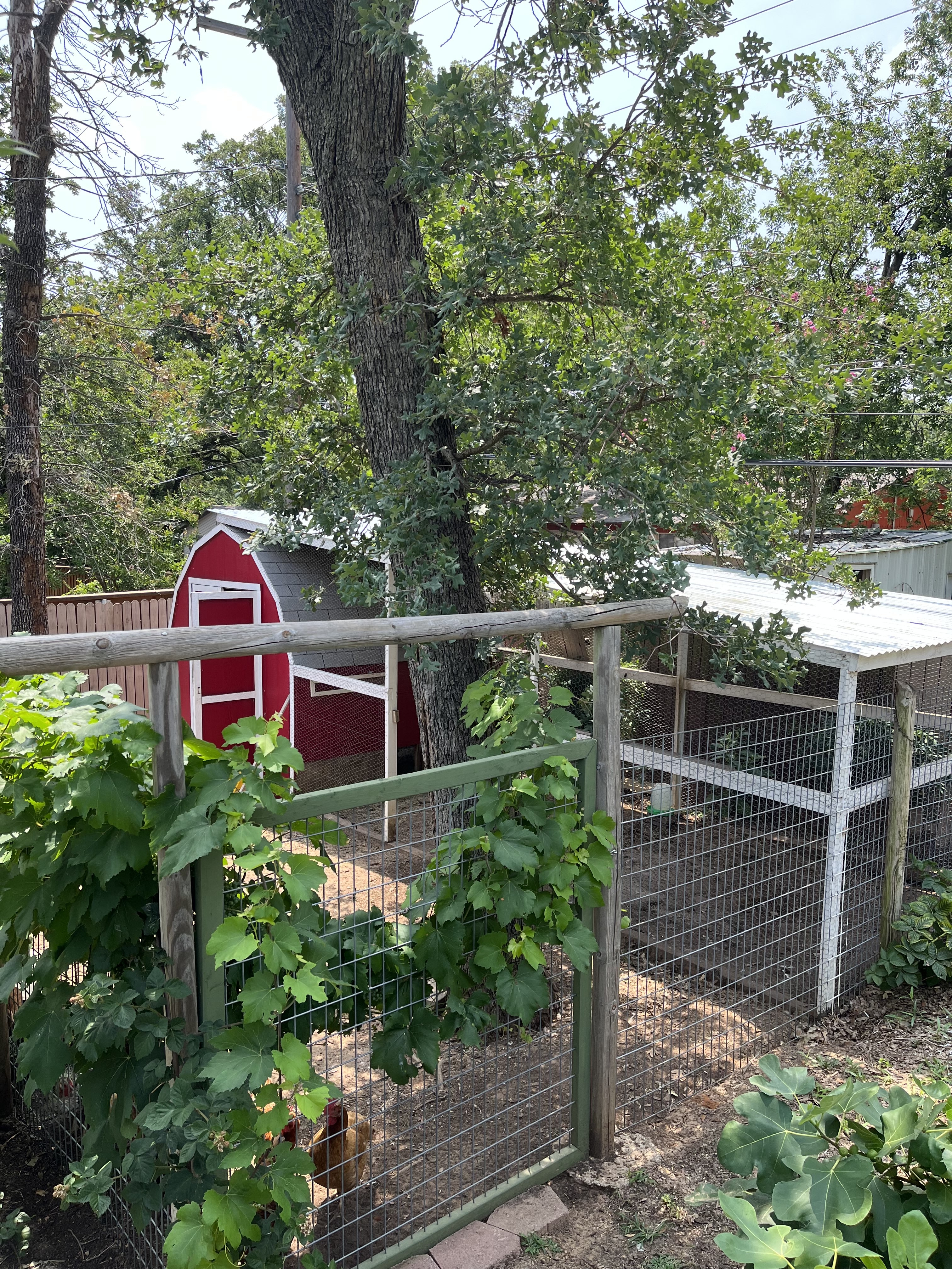 Chicken Coop